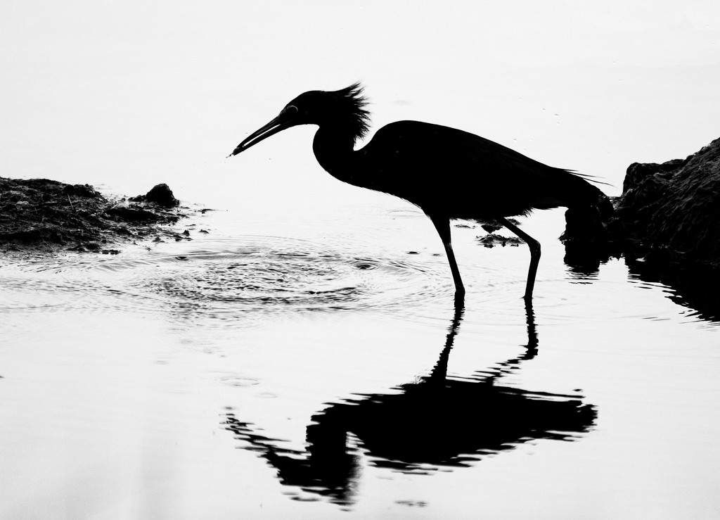 Silhouette of Little Blue Heron by mccarth1