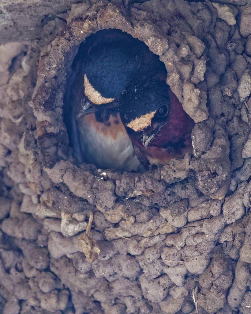 Birds in a nest by rminer