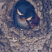 Birds in a nest by rminer