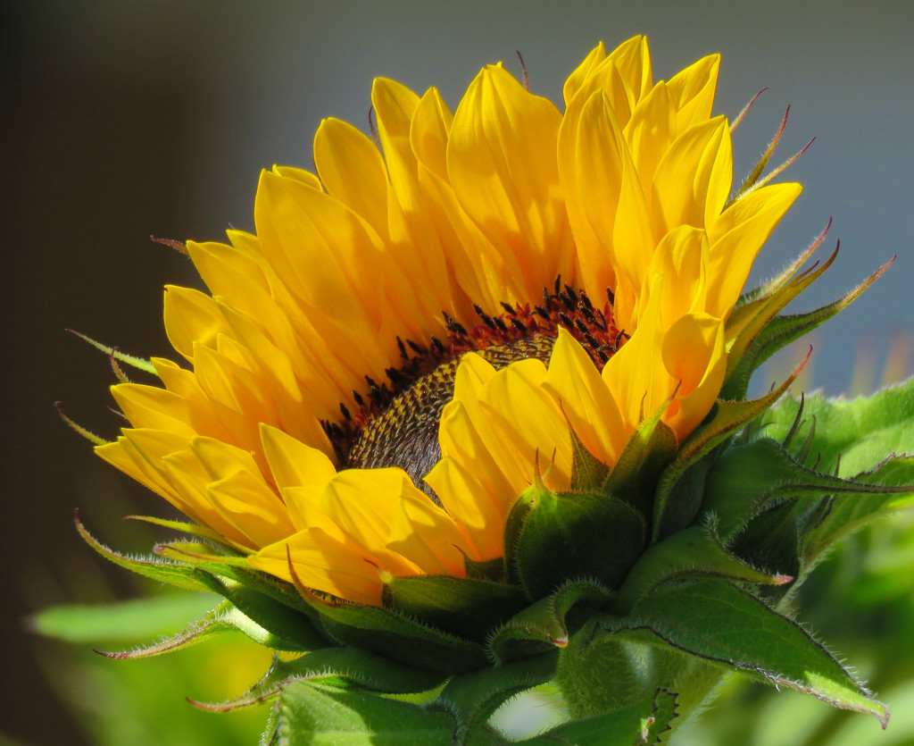 Sunlit Sunflower by seattlite