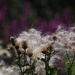 Thistle seeds by jacqbb