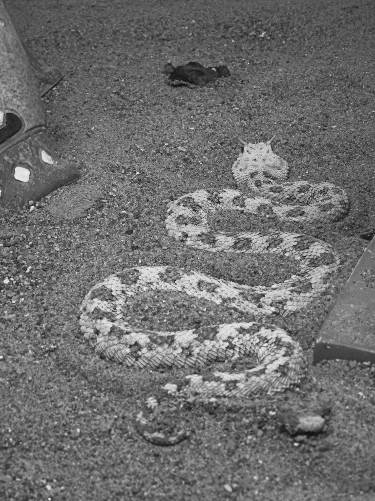 Horned Sidewinder Rattlesnake in Black and White by janeandcharlie