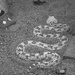 Horned Sidewinder Rattlesnake in Black and White by janeandcharlie