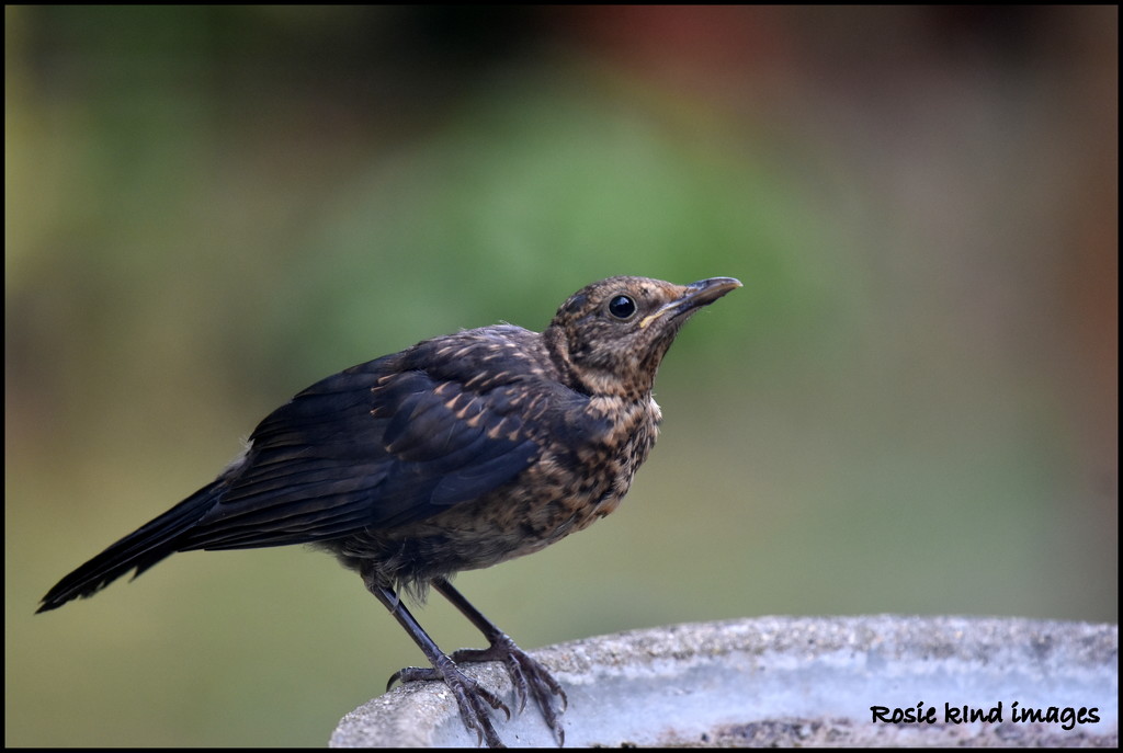 Young Blackbird  by rosiekind