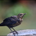 Young Blackbird  by rosiekind