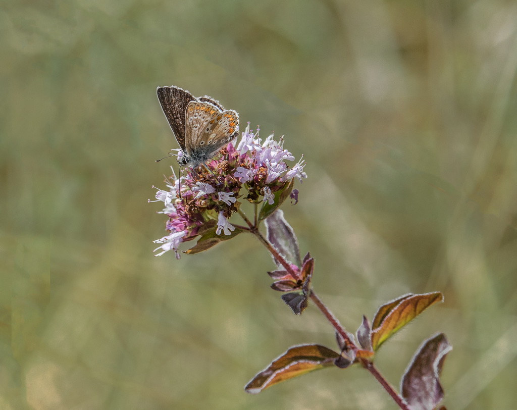 Northern Brown Argus by inthecloud5
