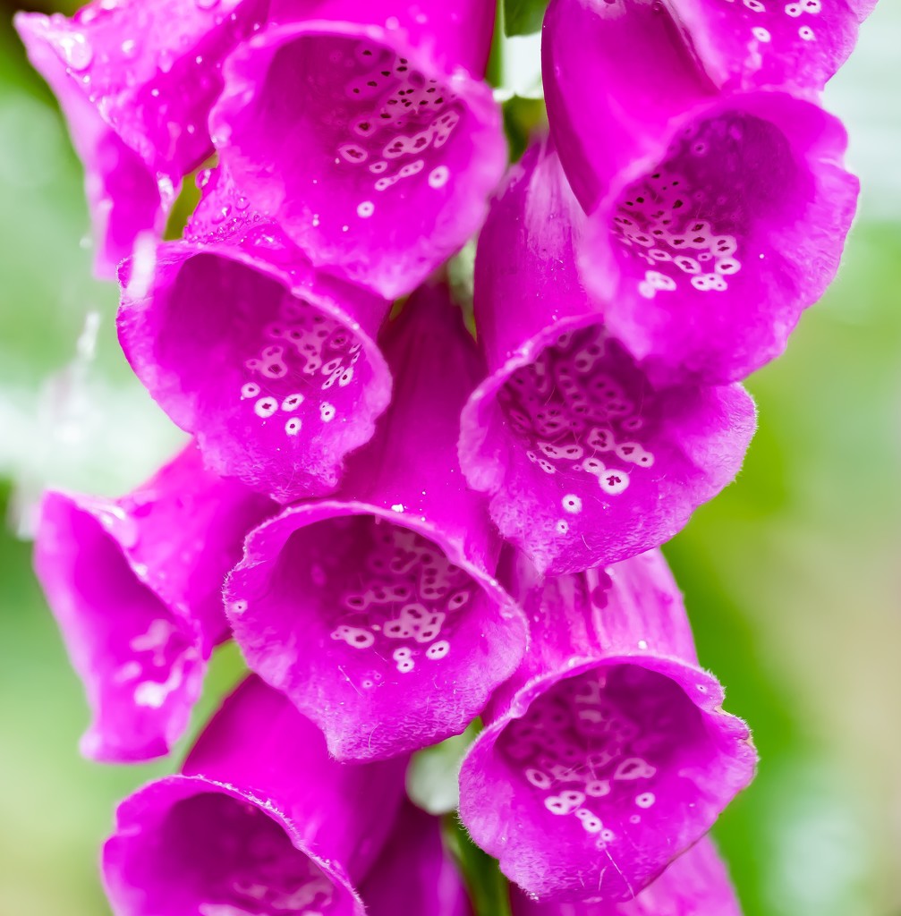 Foxglove by lifeat60degrees