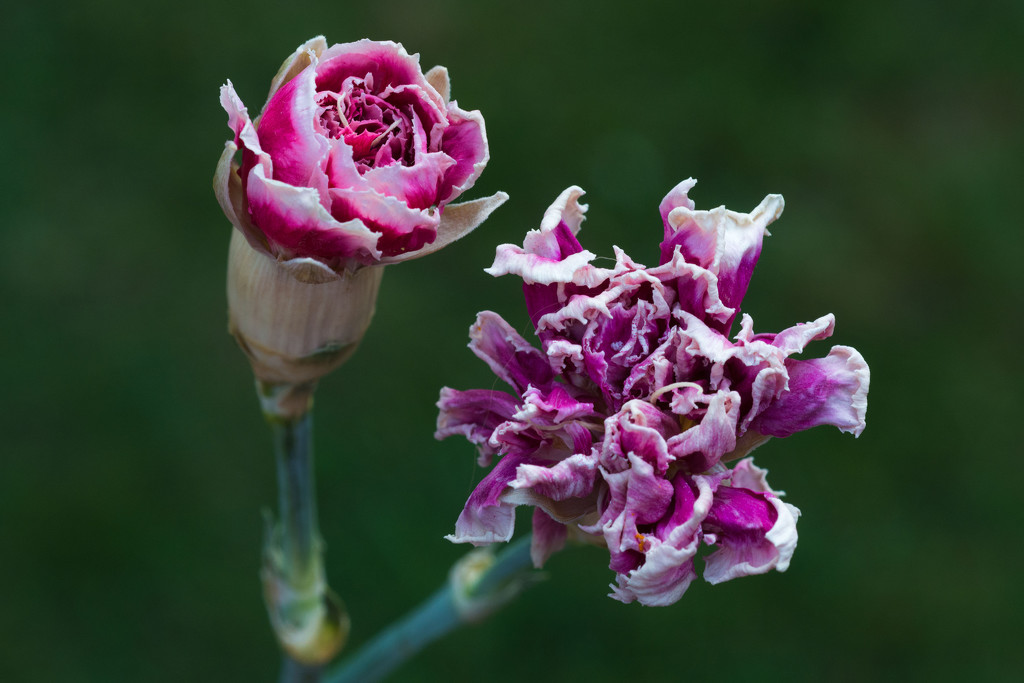 Old carnations by rumpelstiltskin