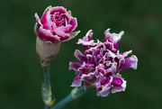 16th Jul 2018 - Old carnations