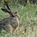 Another hare by flowerfairyann