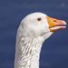 Goosey Goosey Gander by tonygig