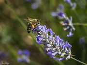 16th Jul 2018 - Bee On Purple Flower 