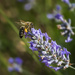 Bee On Purple Flower  by jgpittenger
