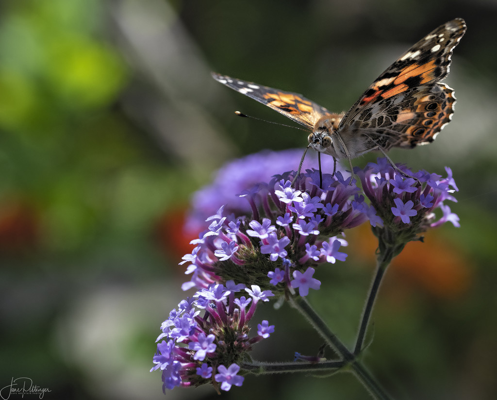 Butterfly on Purple  by jgpittenger