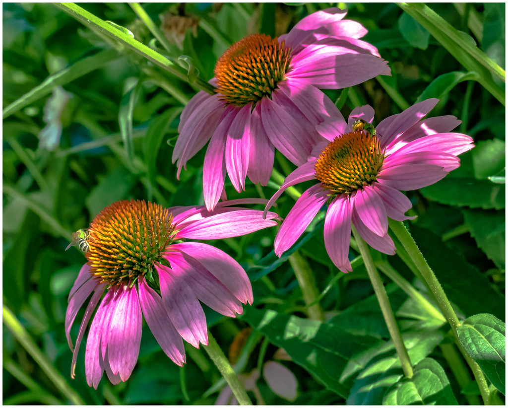 cone flowers by jernst1779