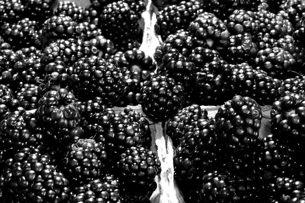 Flat of Blackberries! by homeschoolmom