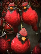 8th Jul 2018 - Red cardinals