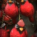 Red cardinals by homeschoolmom