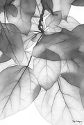 7th Jul 2018 - B/W Leaf Textures