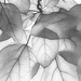 B/W Leaf Textures by skipt07