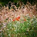 Meadow by carole_sandford