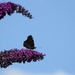 Butterfly Bush by roachling