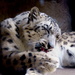 Snow Leopard Takes A Bath by randy23