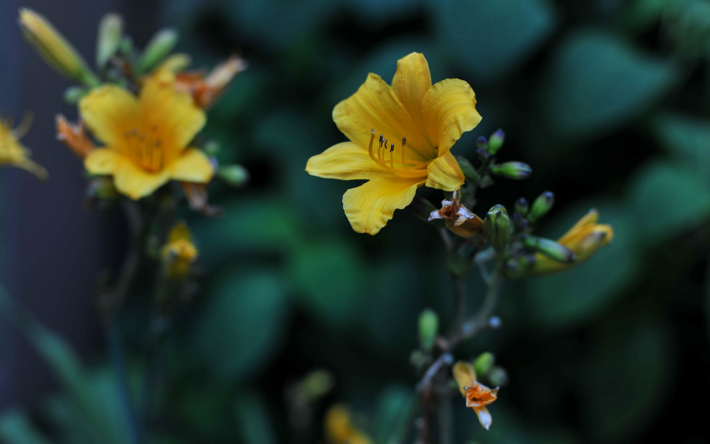 Yellow Daylily by loweygrace