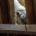 Aww ..., Please Can I Come In? by farmreporter