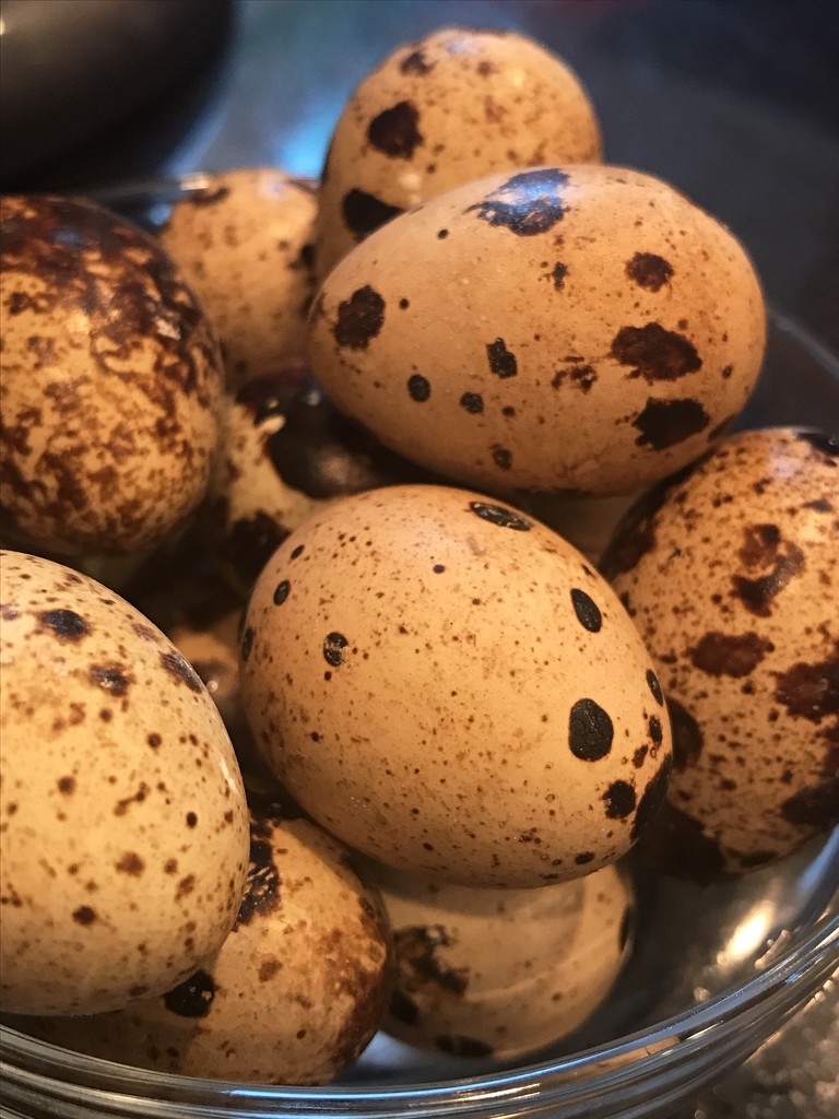 Day 303:  Quail Eggs by sheilalorson