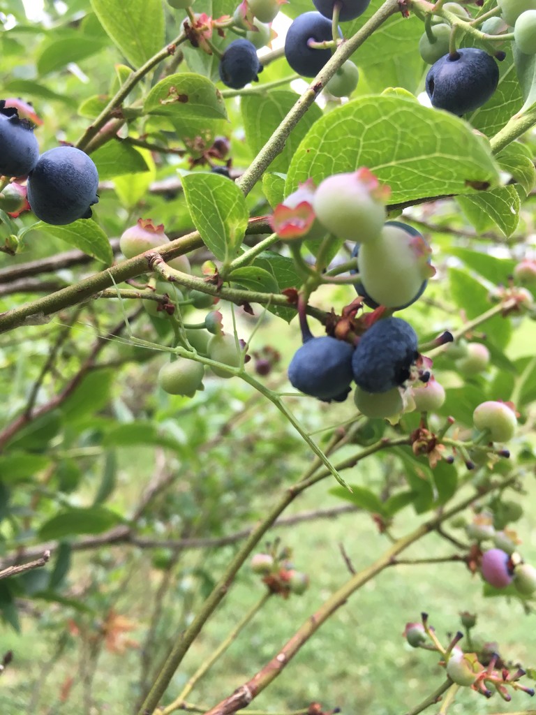 walking stick + blueberries by marie-elizabeth · 365 Project