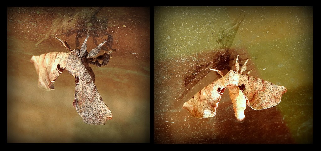 Sphynx Moth by homeschoolmom