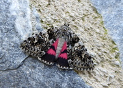 17th Jul 2018 - Moths of the Picos de Europa 3. Dark Crimson Underwing