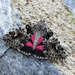 Moths of the Picos de Europa 3. Dark Crimson Underwing by steveandkerry