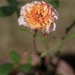 Rose by mattjcuk
