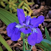 18th Jul 2018 - First Iris Flower This Season ~