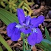 First Iris Flower This Season ~ by happysnaps