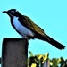 Blue Faced Honeyeater ~ by happysnaps