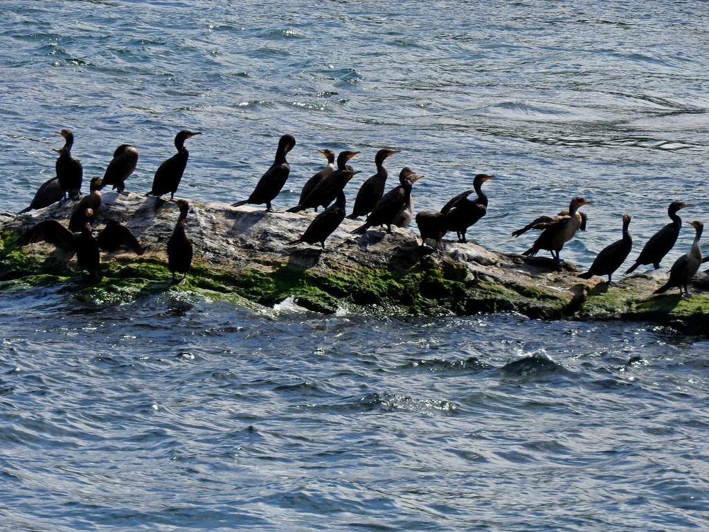 Cormorants beneath Niagara Falls by janeandcharlie