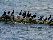 17th Jul 2018 - Cormorants beneath Niagara Falls