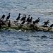 Cormorants beneath Niagara Falls by janeandcharlie