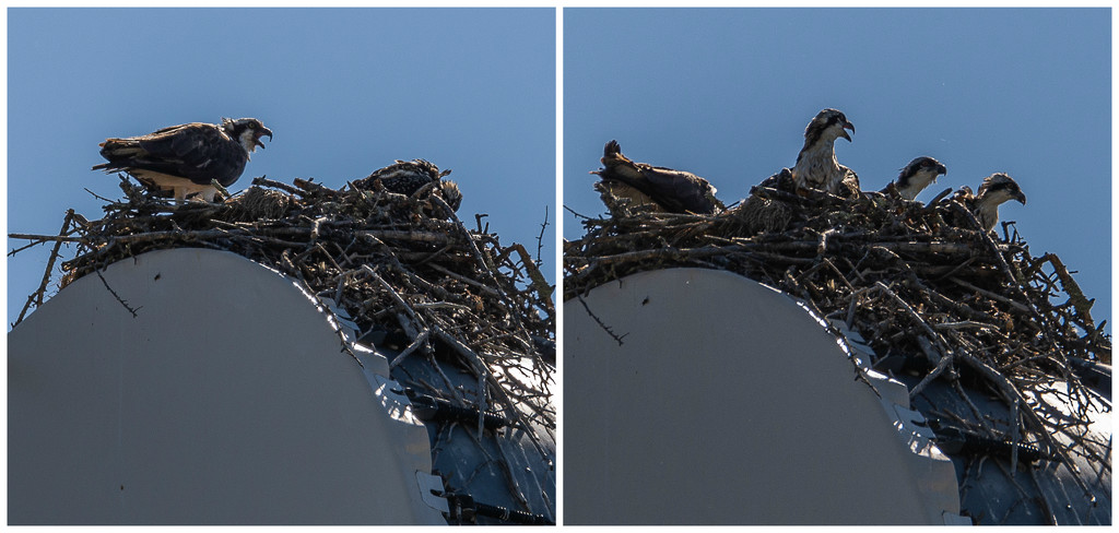 Ospreys in the Tower by taffy