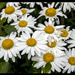 Summer Flowers by hjbenson