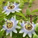 3 Passion Flowers, 2 Wasps and 1 Ant  by s4sayer