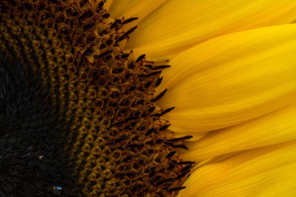 Sunflower by rumpelstiltskin