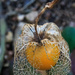 Cape Gooseberry by mv_wolfie
