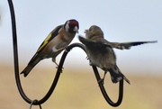 17th Jul 2018 - Goldfinches feeding time!