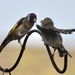 Goldfinches feeding time! by rosie00