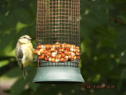 17th Jul 2018 - Blue Tit