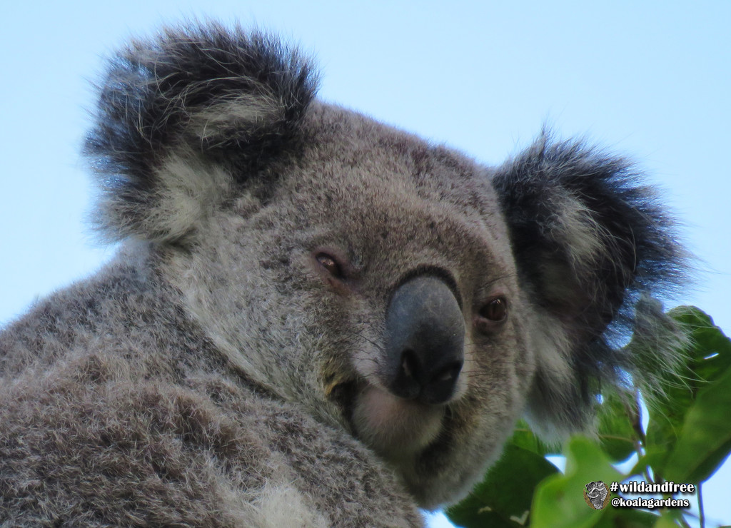 secrets by koalagardens